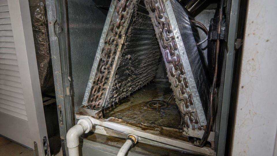 Mold on an evaporator coil inside a residential HVAC system